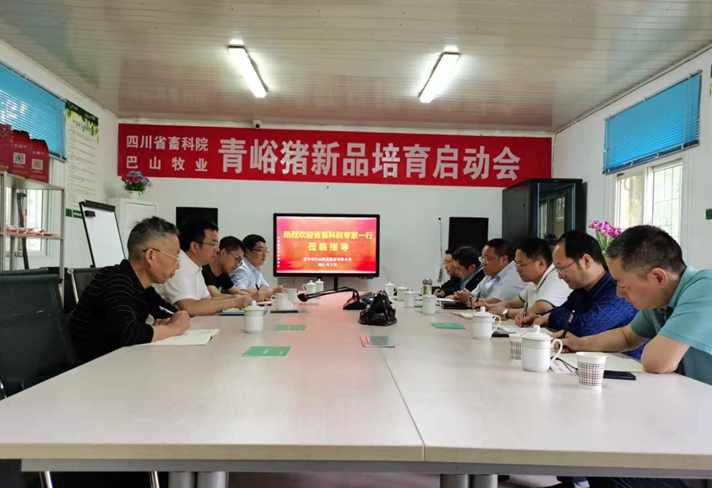 四川省畜科院與巴山牧業(yè)青峪豬新品培育啟動會