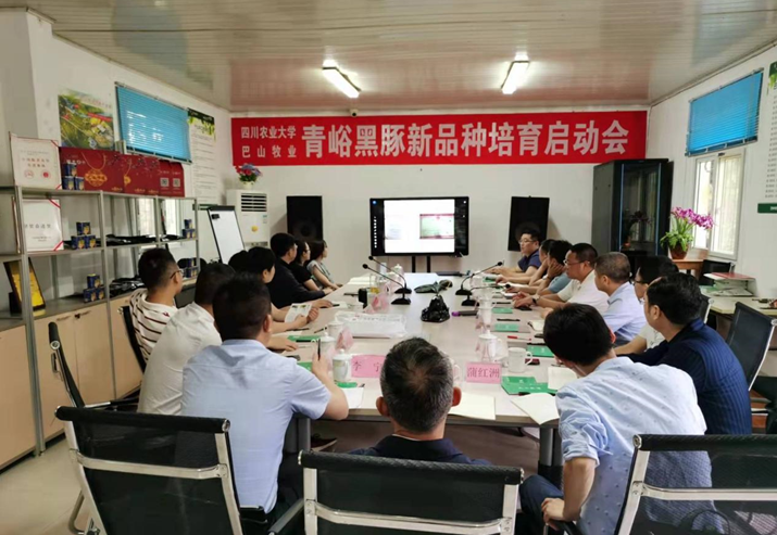 巴中市巴山牧業(yè)股份有限公司與四川農(nóng)業(yè)大學(xué)會召開了青峪黑豬新品種選育啟動會